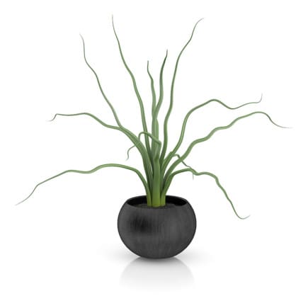 Plant in Black Wooden Pot