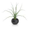 Plant in Black Wooden Pot