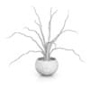 Plant in Black Wooden Pot
