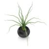 Plant in Black Wooden Pot