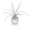 Plant in Black Wooden Pot