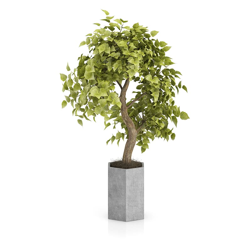 Bonsai Tree in Grey Pot