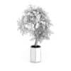 Bonsai Tree in Grey Pot