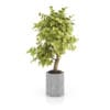 Bonsai Tree in Grey Pot