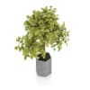 Bonsai Tree in Grey Pot