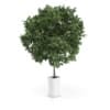 Small Tree in White Pot