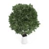 Small Tree in White Pot
