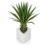Small Palm in Metal Pot