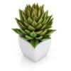 Small Plant in White Pot 1