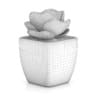 Small Plant in White Pot 2