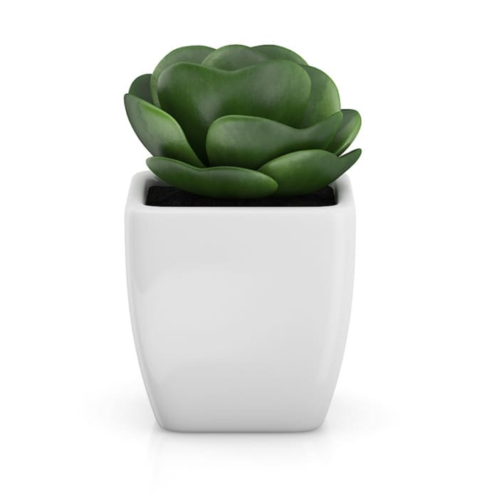 Small Plant in White Pot 2