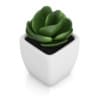 Small Plant in White Pot 2