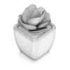Small Plant in White Pot 2