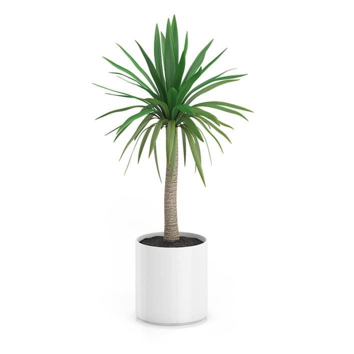 Palm Tree in Round Pot 1