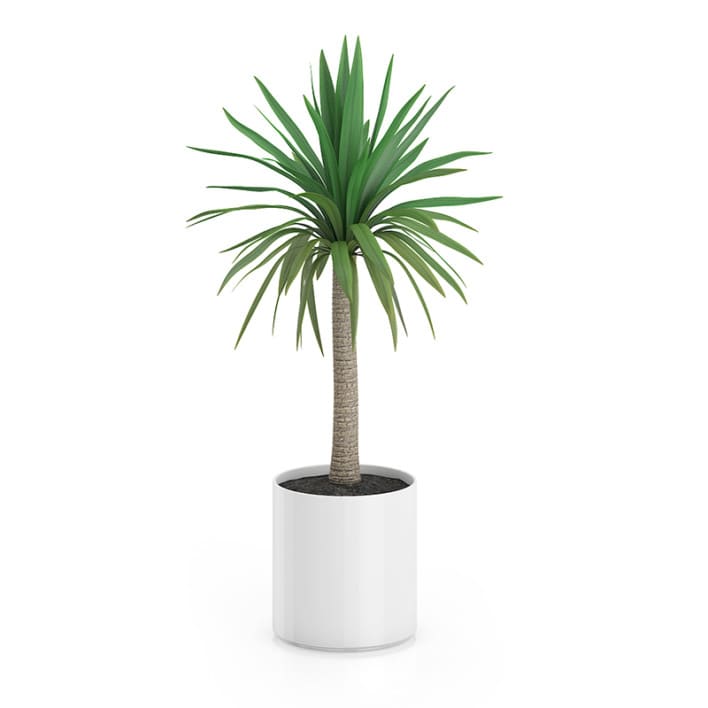 Palm Tree in Round Pot 1