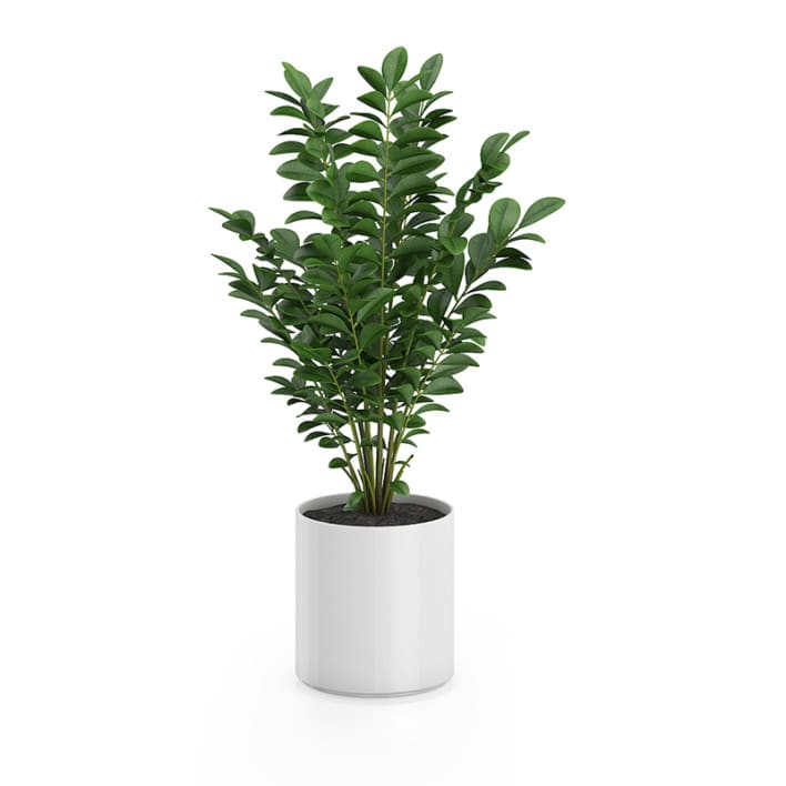 Plant in Round Pot