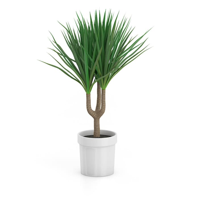 Palm Tree in Round Pot 2