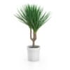 Palm Tree in Round Pot 2