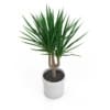 Palm Tree in Round Pot 2