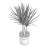 Palm Tree in Round Pot 2