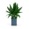 Plant in Square Blue Pot