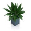 Plant in Square Blue Pot