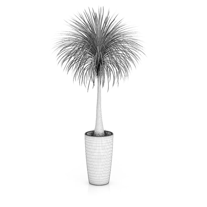 Palm Tree in Round Pot 3