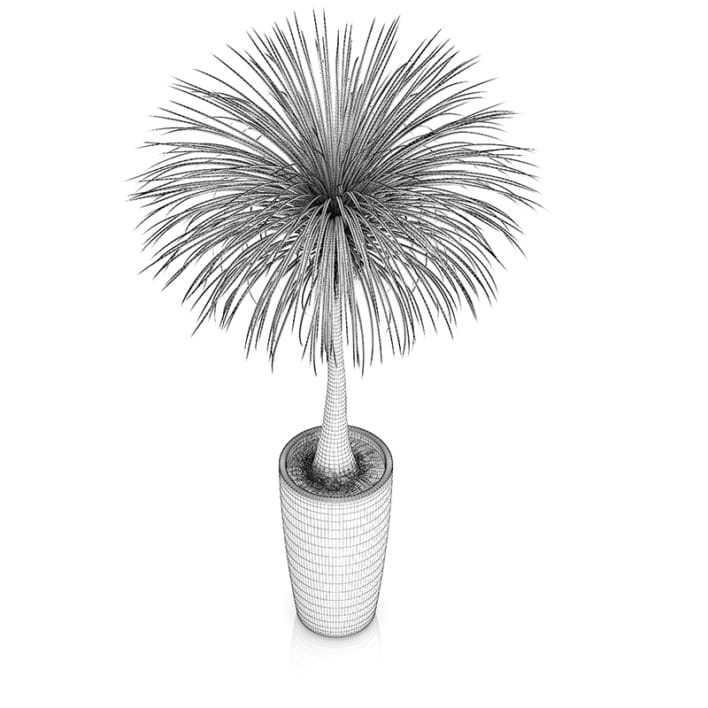 Palm Tree in Round Pot 3