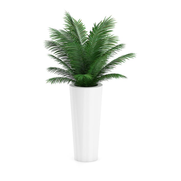 Palm Tree in Round Pot 4
