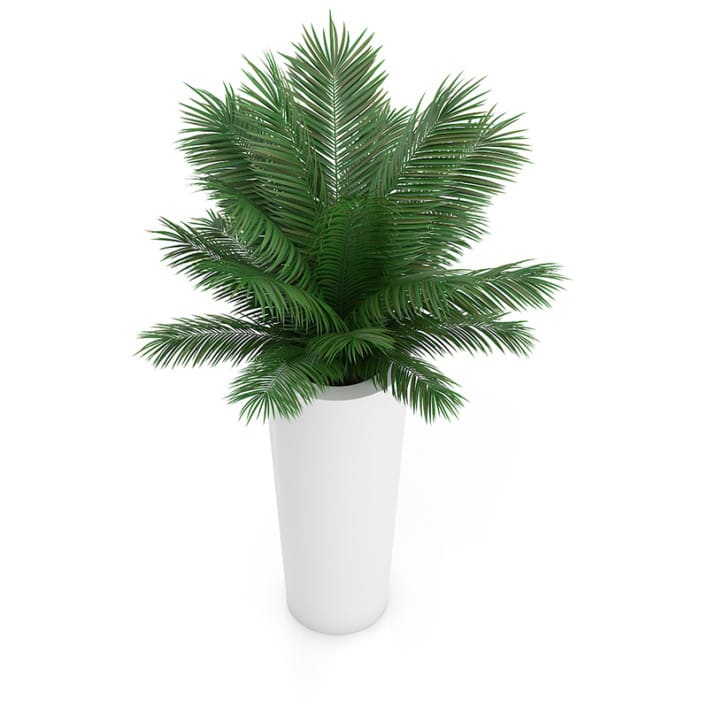 Palm Tree in Round Pot 4