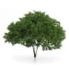 Elderberry Tree