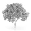 Elderberry Tree (Sambucus nigra) 3.7m