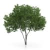 Elderberry Tree (Sambucus nigra) 3.7m