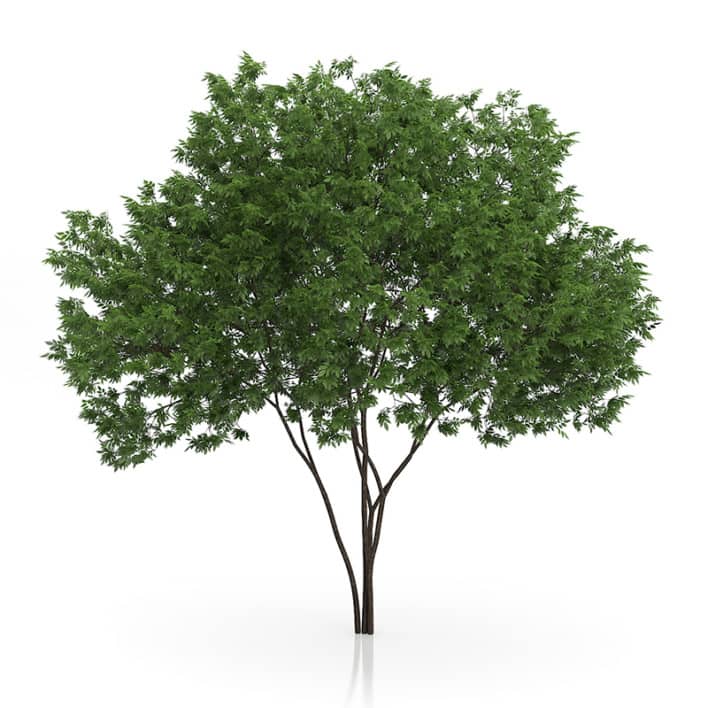 Elderberry Tree (Sambucus nigra) 3.7m