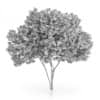 Elderberry Tree (Sambucus nigra) 3.7m