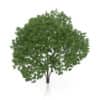 Elderberry Tree (Sambucus nigra) 3.7m