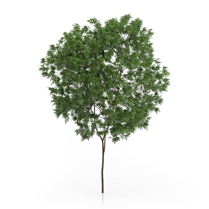 Elderberry Tree (Sambucus nigra) 3.3m