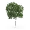 Elderberry Tree (Sambucus nigra) 3.3m