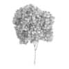 Elderberry Tree (Sambucus nigra) 3.3m