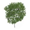 Elderberry Tree (Sambucus nigra) 3.3m