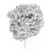 Elderberry Tree (Sambucus nigra) 3.3m