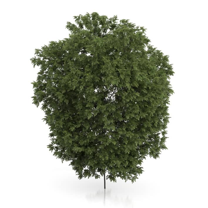 Hackberry Tree (Prunus padus) 3.5m