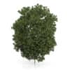 Hackberry Tree (Prunus padus) 3.5m