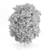 Hackberry Tree (Prunus padus) 3.5m