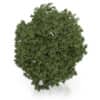 Hackberry Tree (Prunus padus) 3.5m