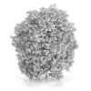 Hackberry Tree (Prunus padus) 4.3m