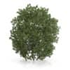 Hackberry Tree (Prunus padus) 4.3m