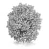 Hackberry Tree (Prunus padus) 4.3m