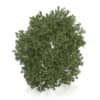 Hackberry Tree (Prunus padus) 4.3m