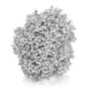 Hackberry Tree (Prunus padus) 4.3m